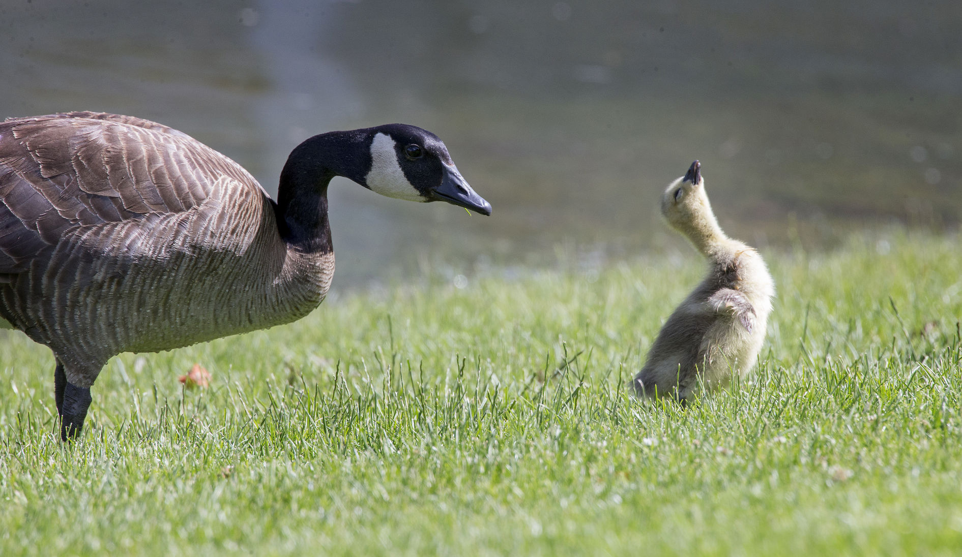 200607-newslocal-gosling 01.jpg